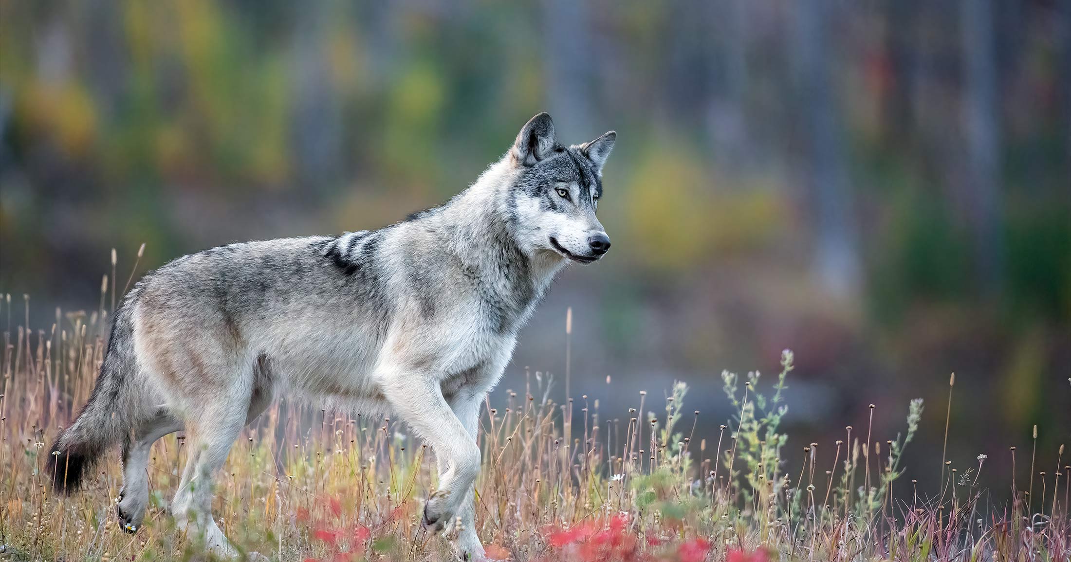 Wolf walking through a forest.