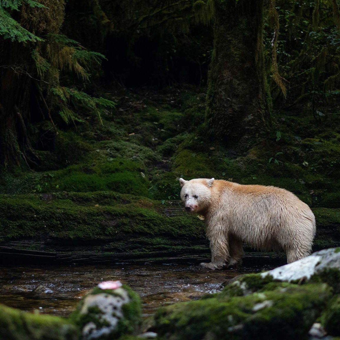 Spirit bear in a river.