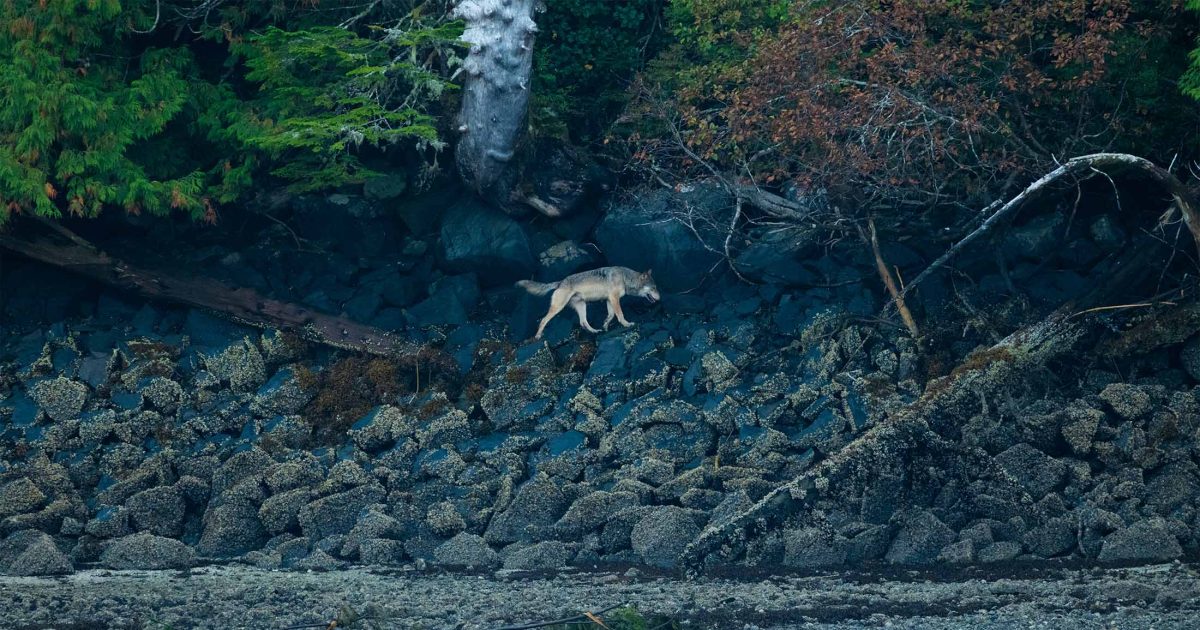 Wolf walking on a coastline.