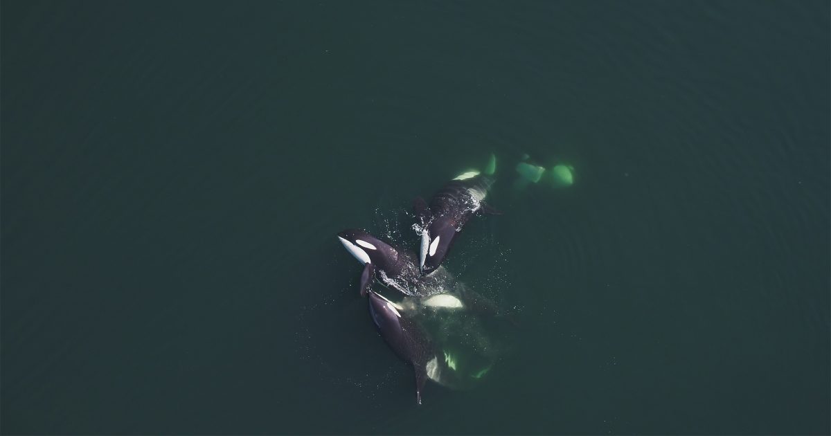 Birds eye view of three killer whales at the surface of the ocean.