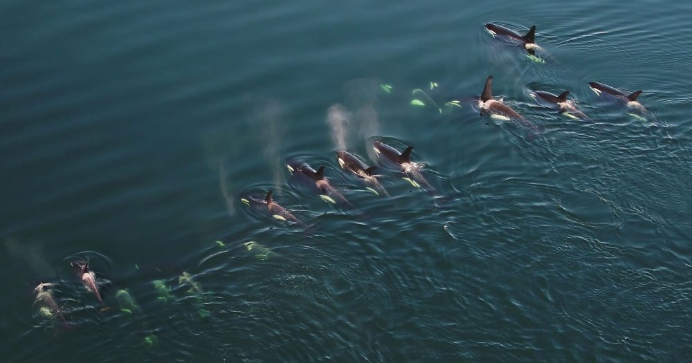 Pod of Northern Resident killer whales from a drone.