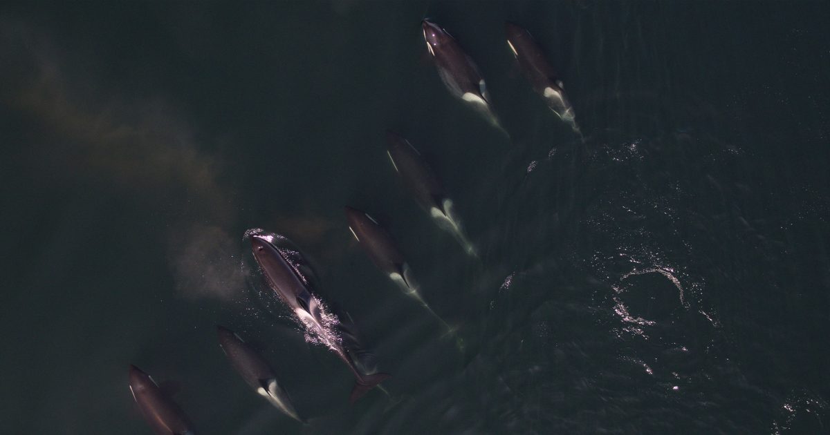 Birds eye view of a pod of killer whales swimming near the surface of the ocean.