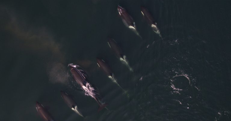 Recovery efforts for endangered killer whales