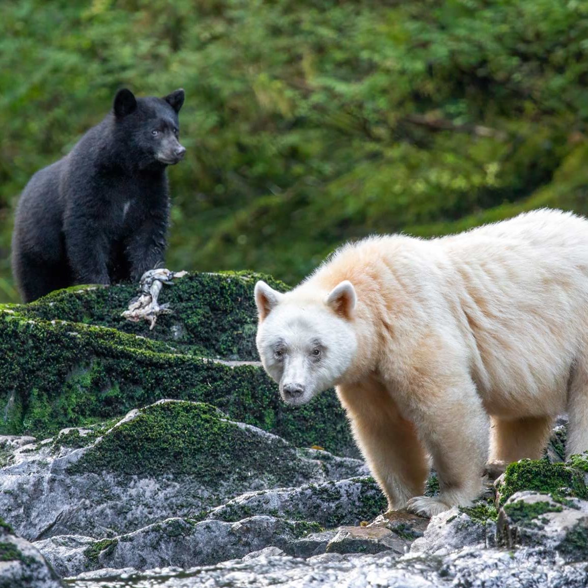 Spirit bear and a black bear standing in a river.