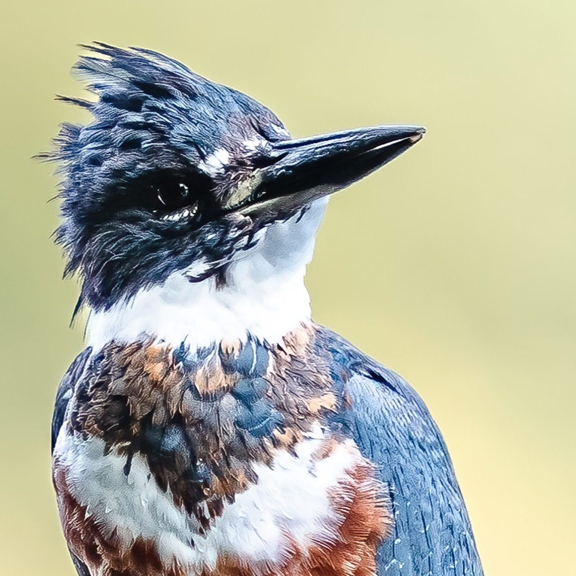 Close up of a belted kingfisher looking to the right with a green background.