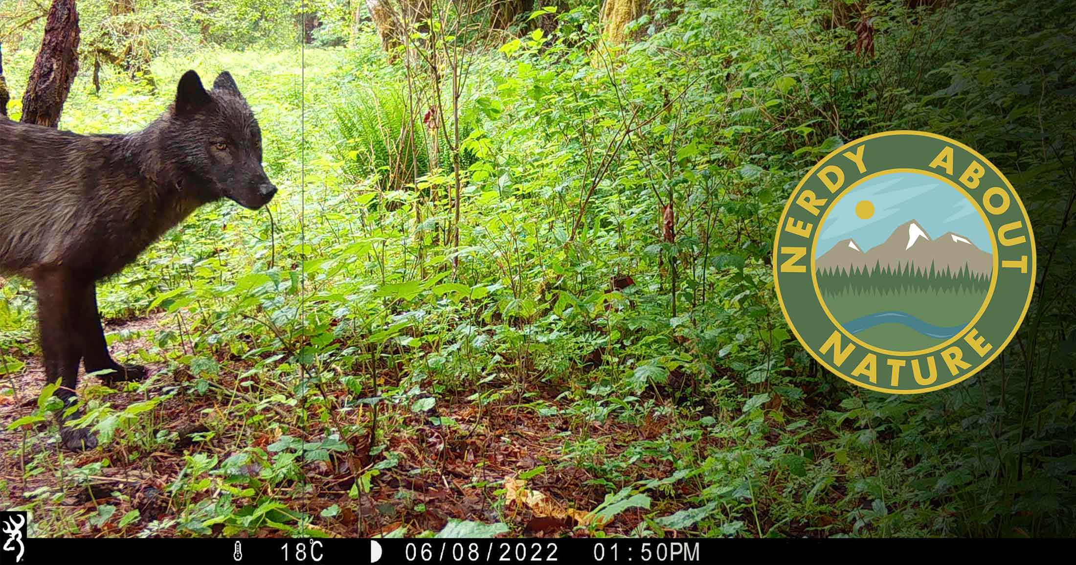 Trail cam photo of a wolf in the forest.