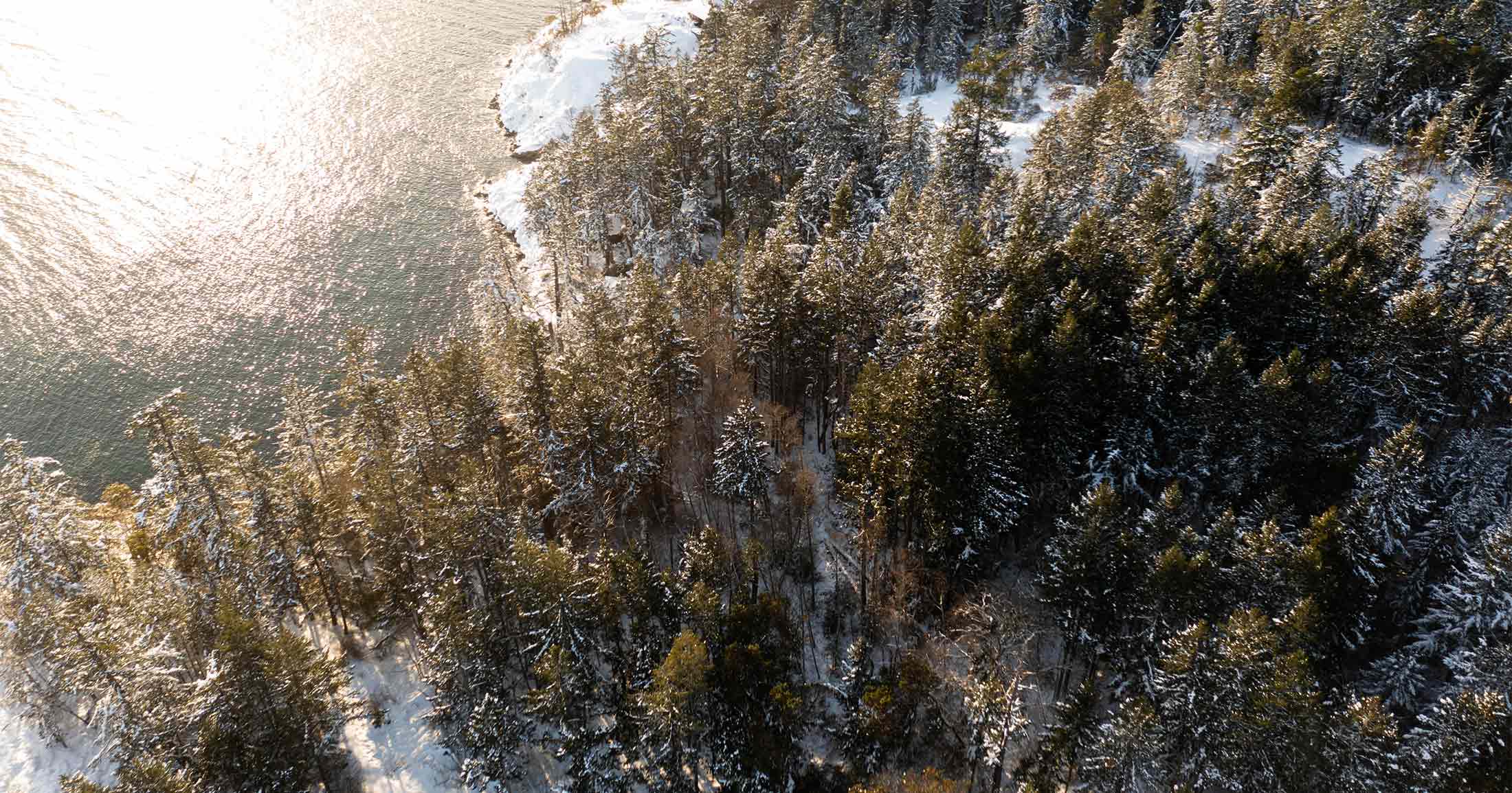 Forest in the snow with sun.