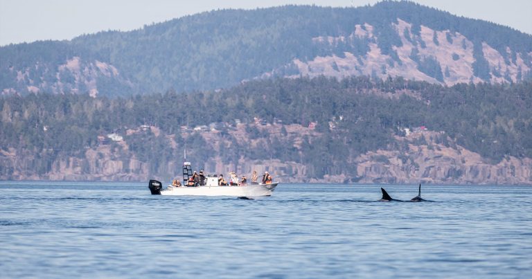 Two killer whales swimming with a pleasure craft boat nearby.