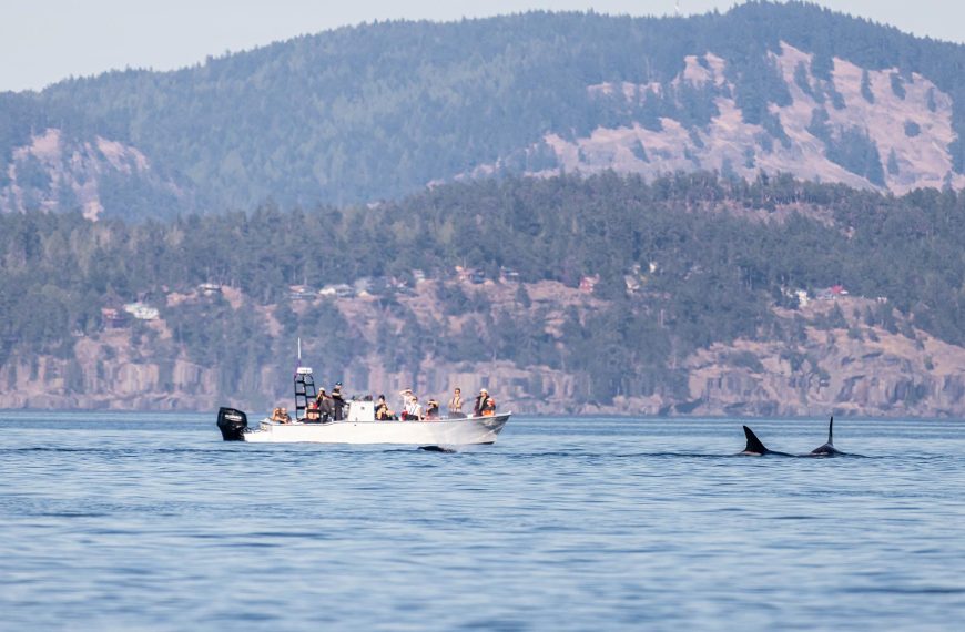 Two killer whales swimming with a pleasure craft boat nearby.
