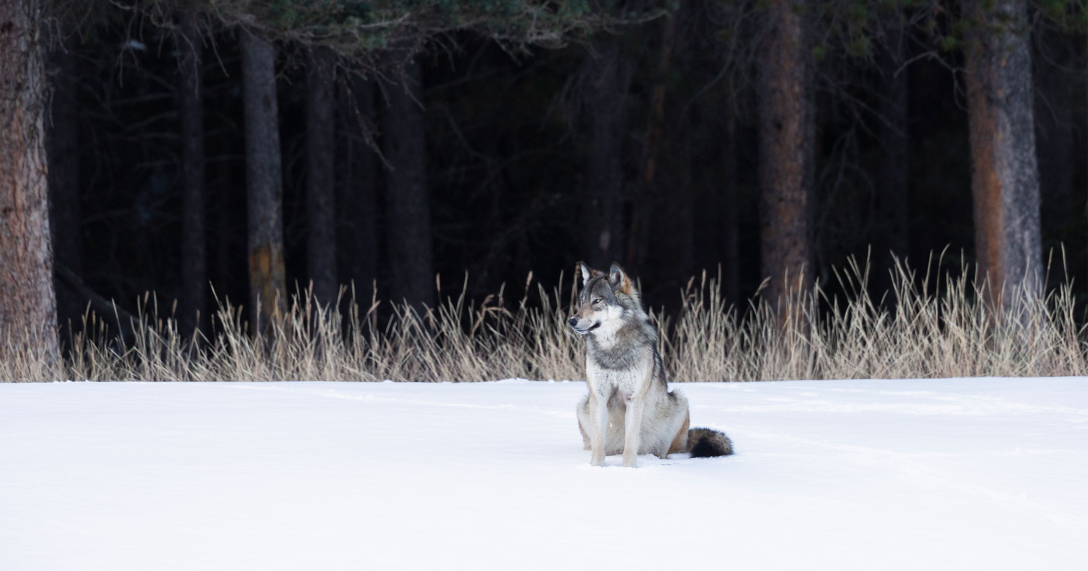 Wolf standing in snow.