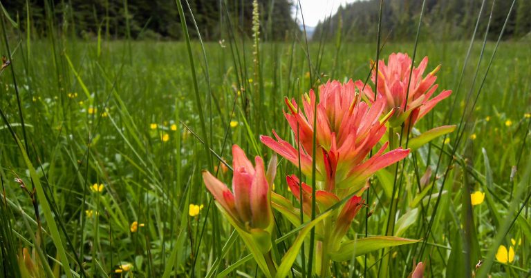 Common red paintbrush plant in a green field.
