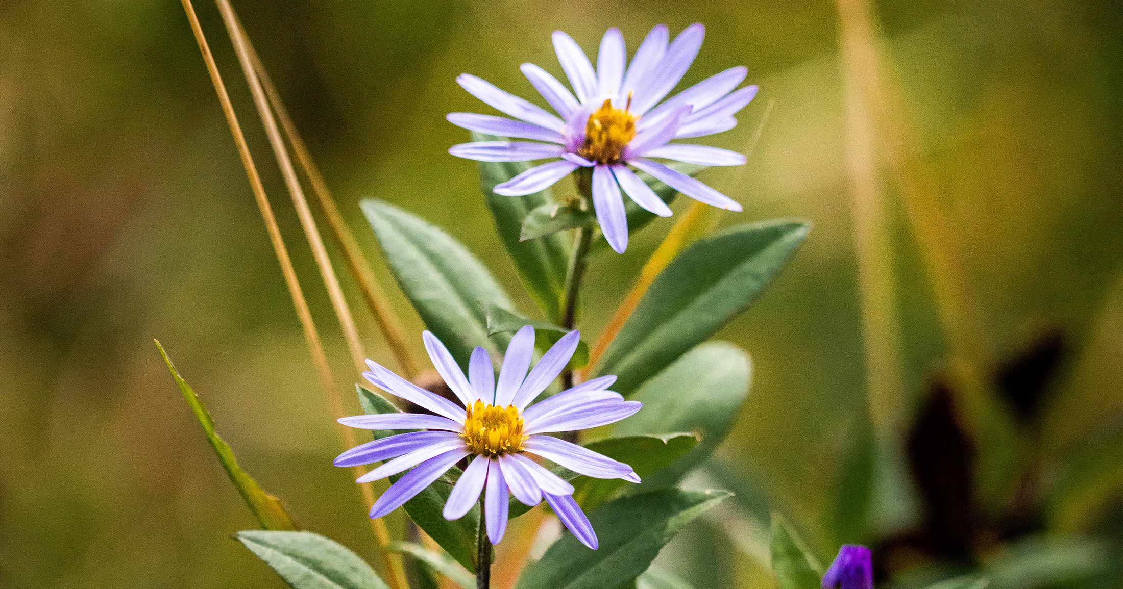 Douglas aster - a purple flower with green leaves.