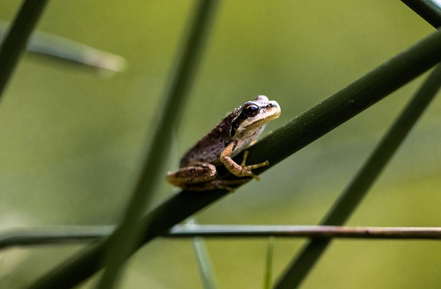 Frog on a blade of grass.