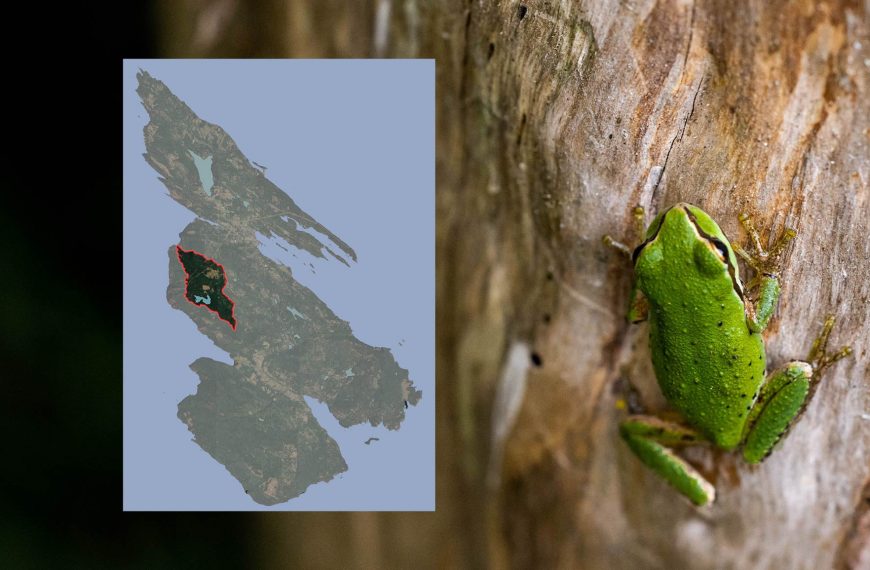 Frog climbing a cedar tree with a map overlay showing where Maxwell Creek Watershed is located on Salt Spring Island.