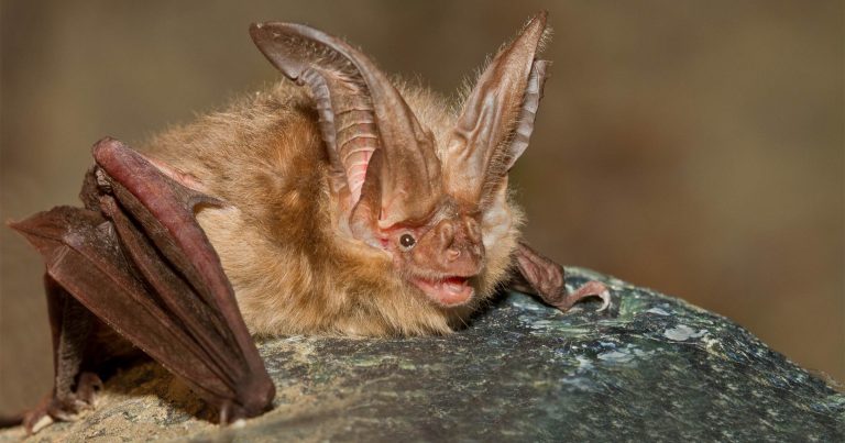 Bat with big ears on a rock.