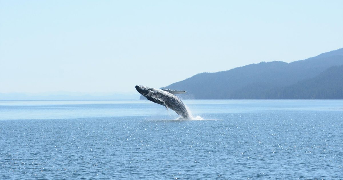 Humpback whale breaching.