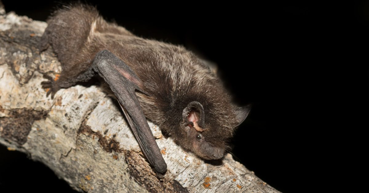The story of Coastal Douglas-fir forests: All about bats | Raincoast  Conservation Foundation
