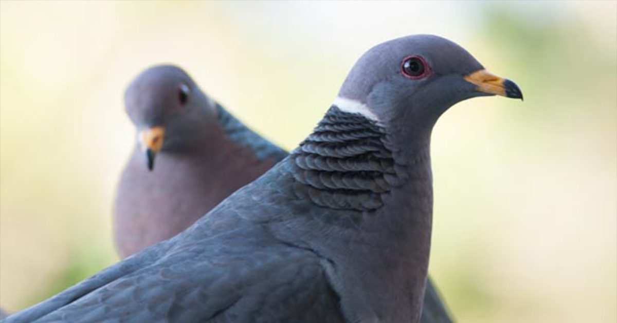 Two band-tailed pigeons.