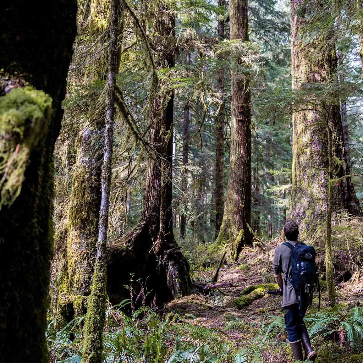 Man walking through an old growth forest.