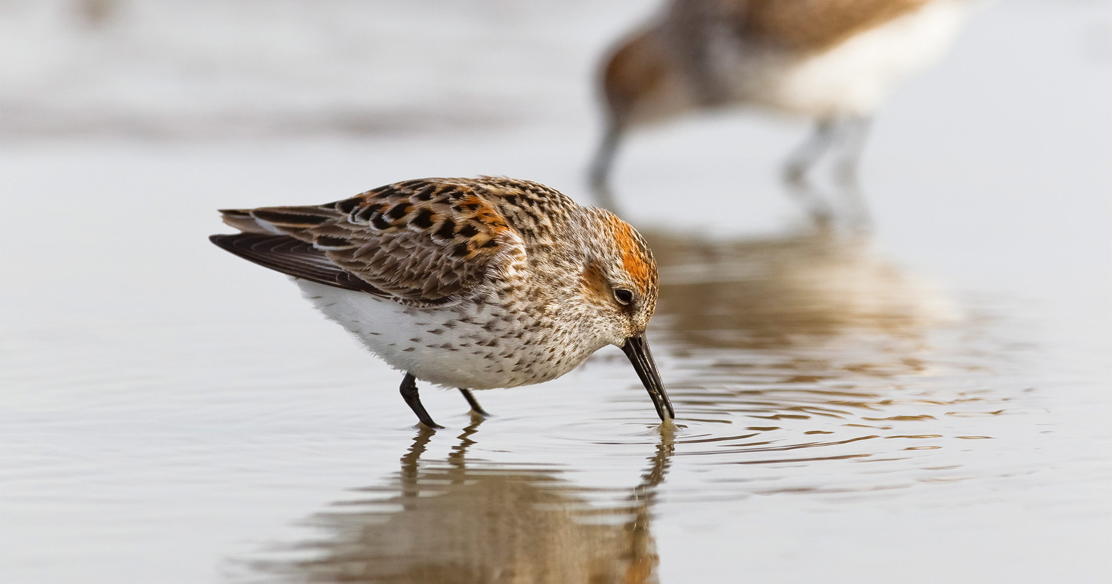 A sandpiper in the Fraser Estuary.