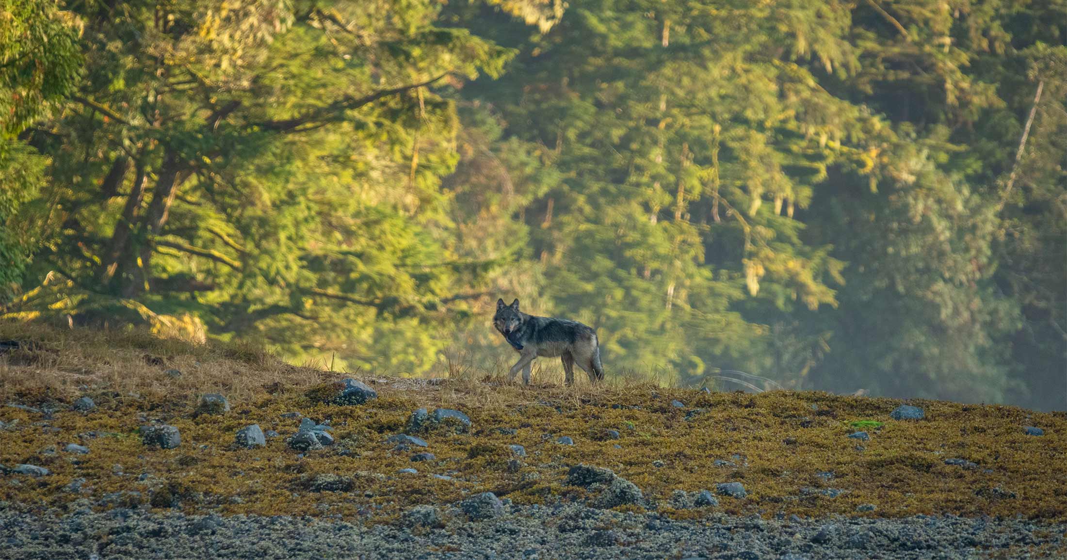 Wolf walking on a coastline.