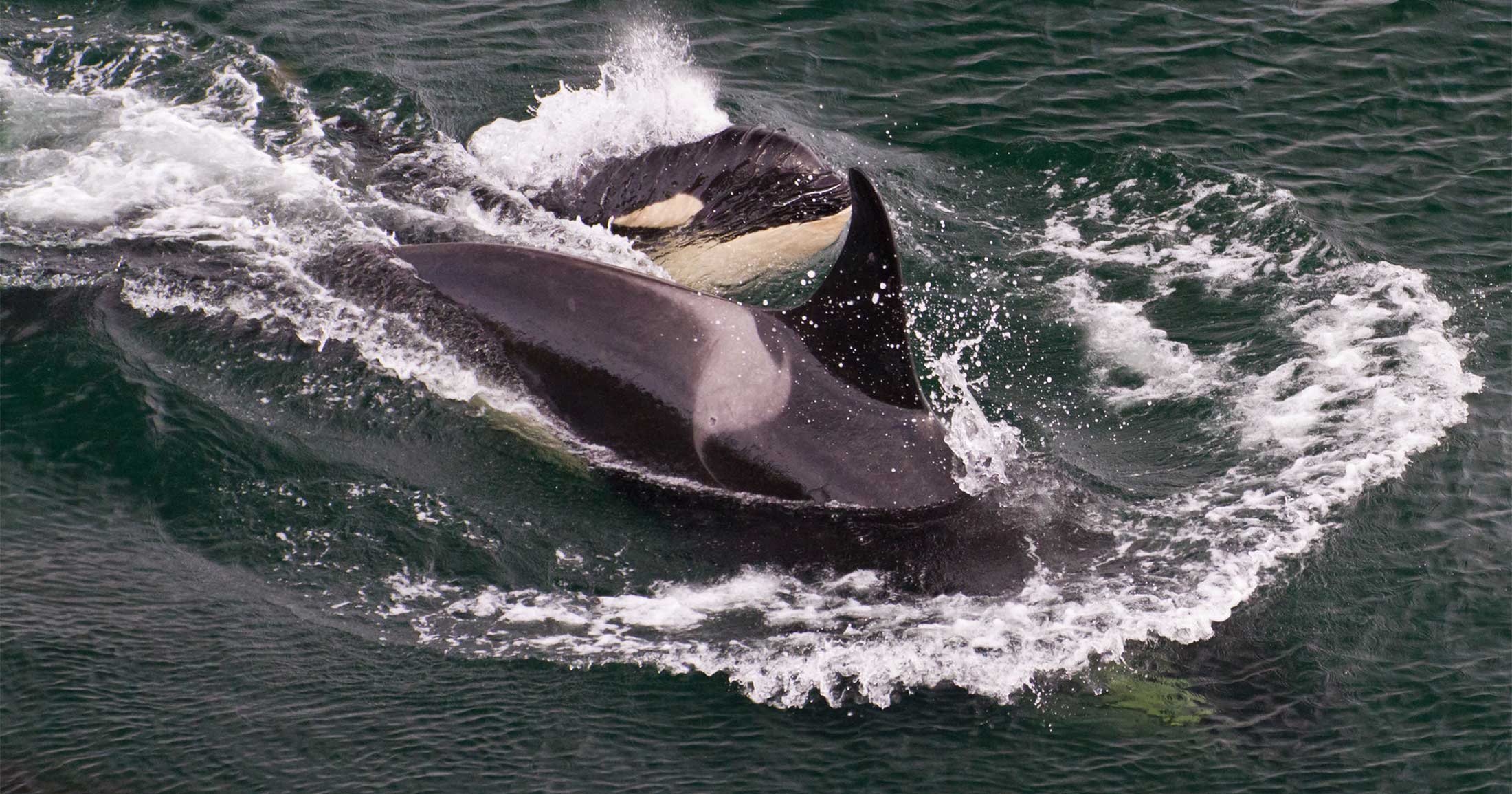 Two killer whales swimming next to each other.