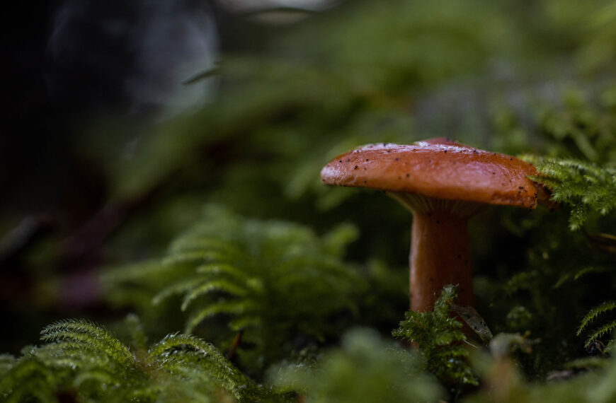 Orange mushroom growing up through moss.