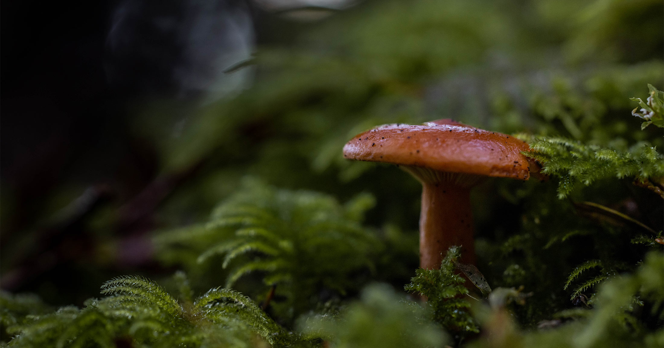 Orange mushroom growing up through moss.