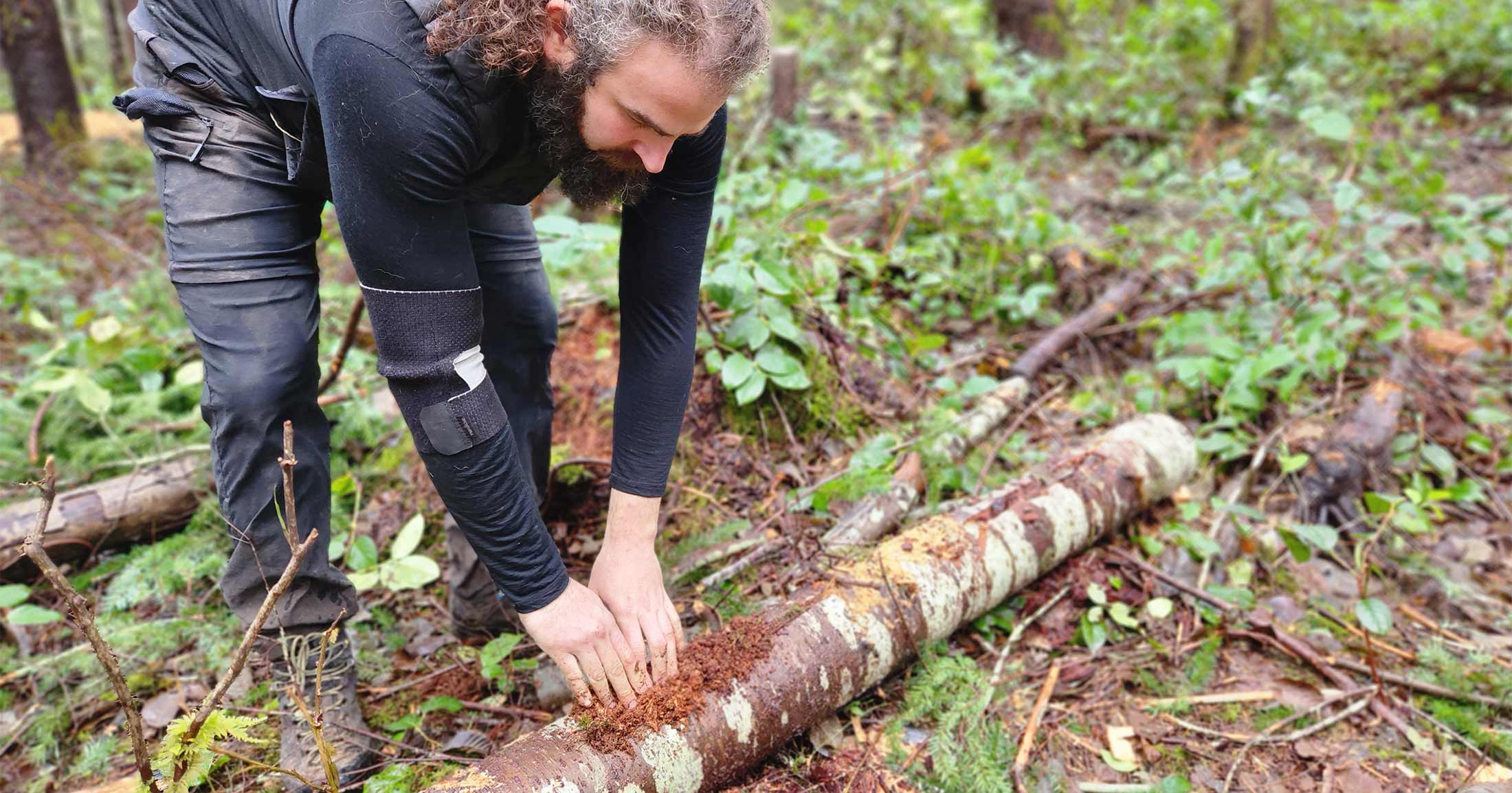 Tal grafting a log with his hands in a forest.