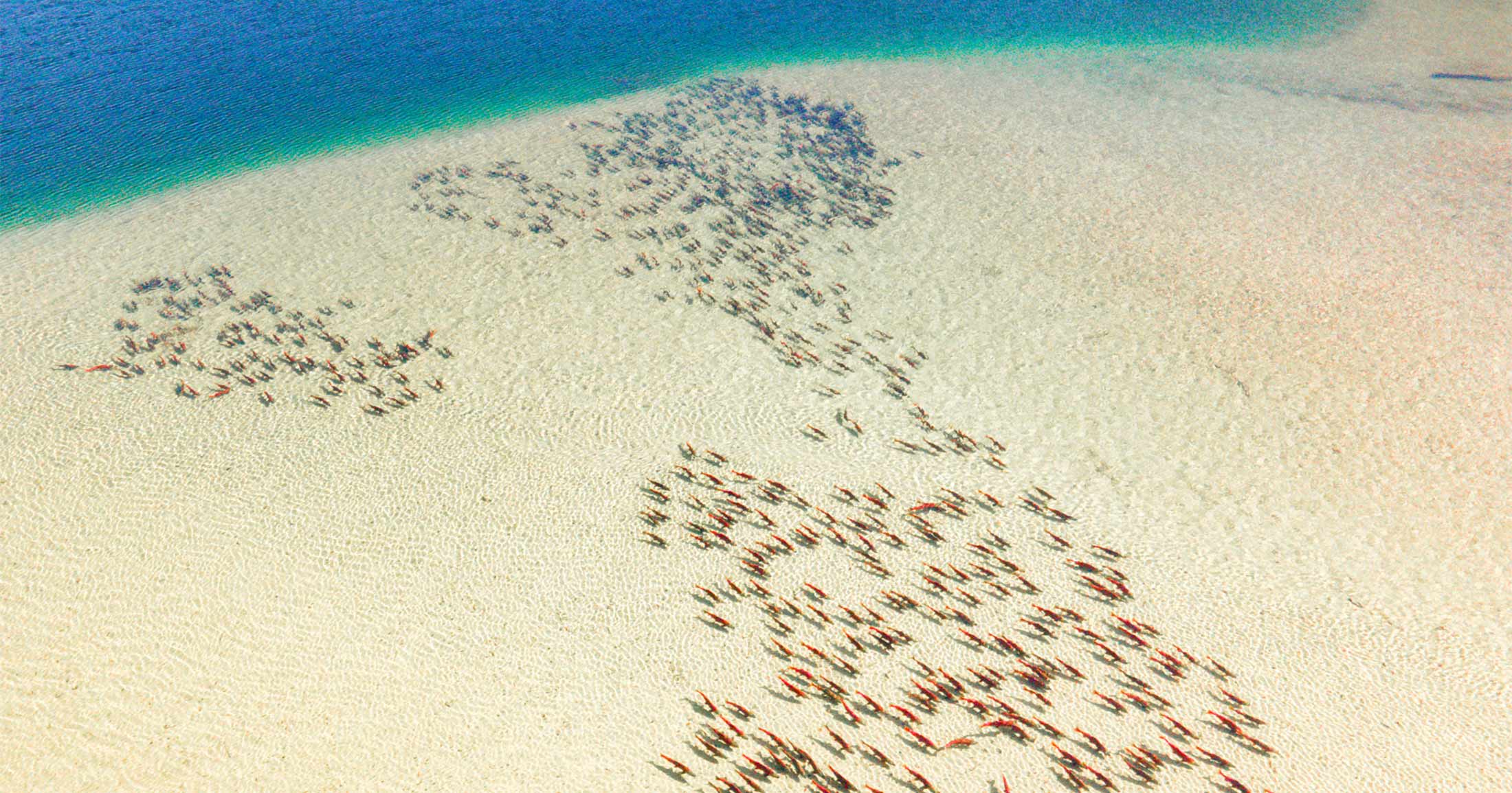 A school of red fish swim through very clear water, showing the sand beneath them.