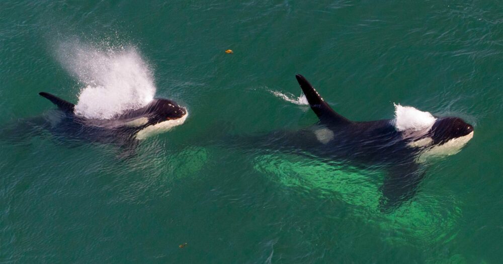 Two Southern resident killer whales surfacing in the ocean.