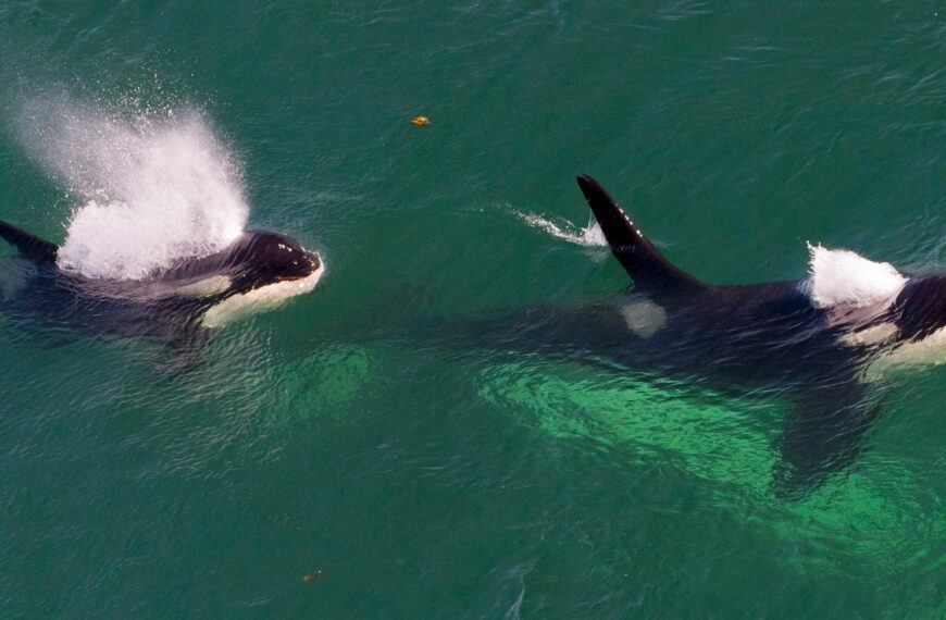 Two Southern resident killer whales surfacing in the ocean.