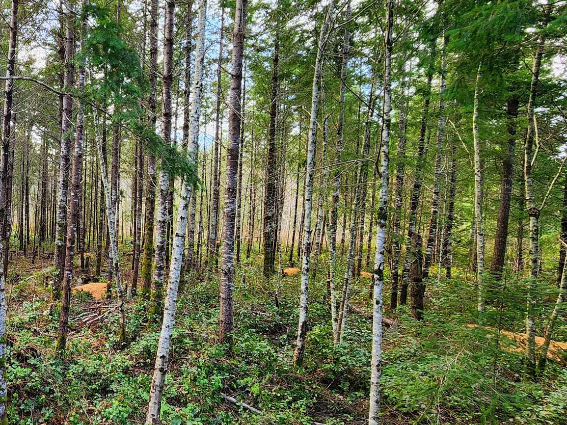 A treated (i.e. thinned) forest stand that was once overdense and fire-prone.