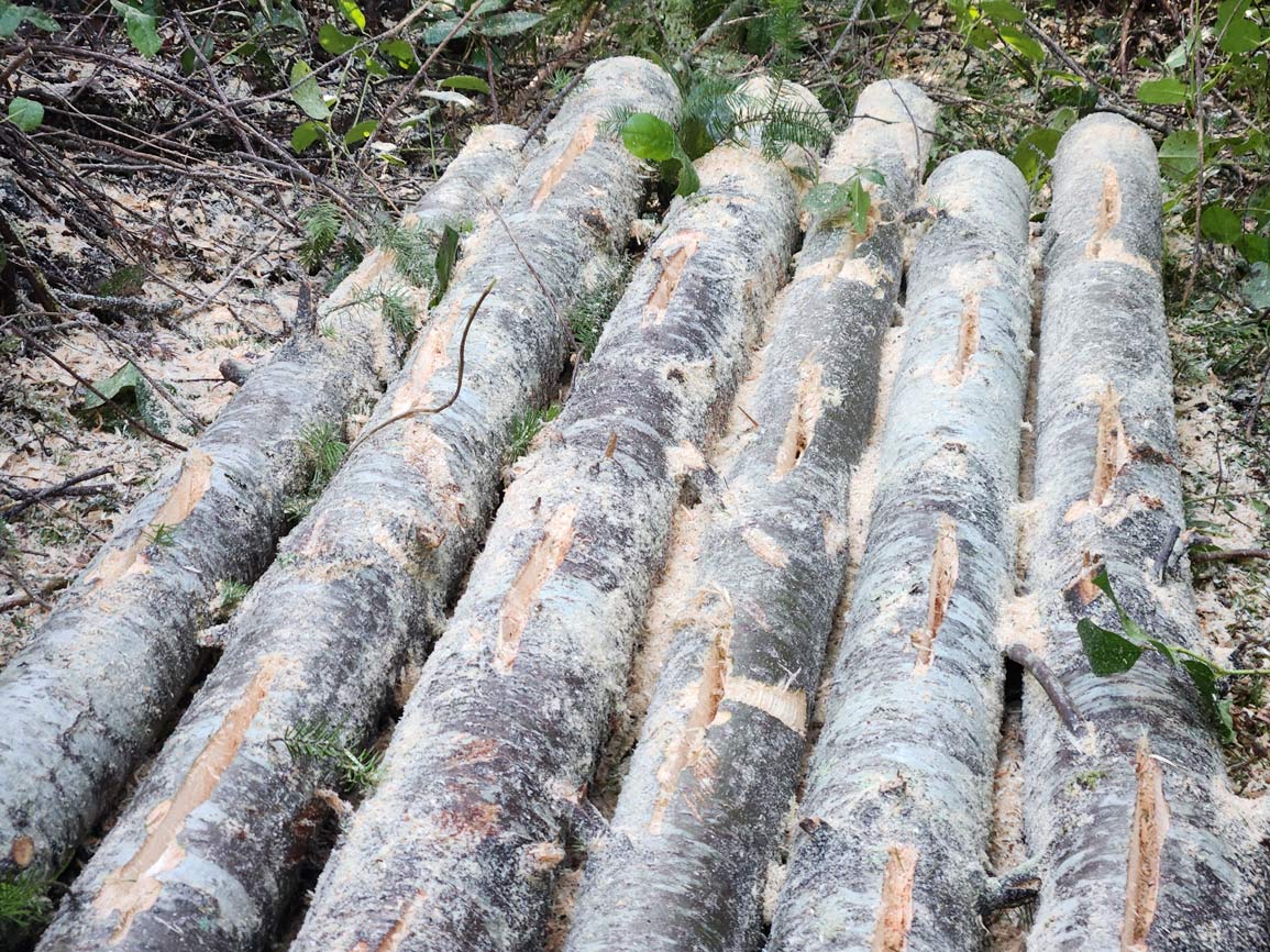 Pile of alder logs.