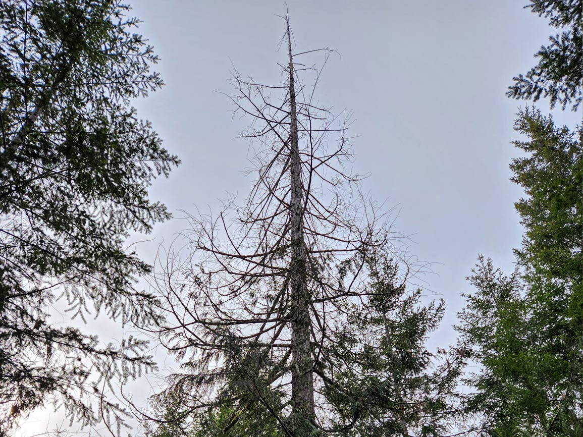 Western Red Cedar that is dead at the top.