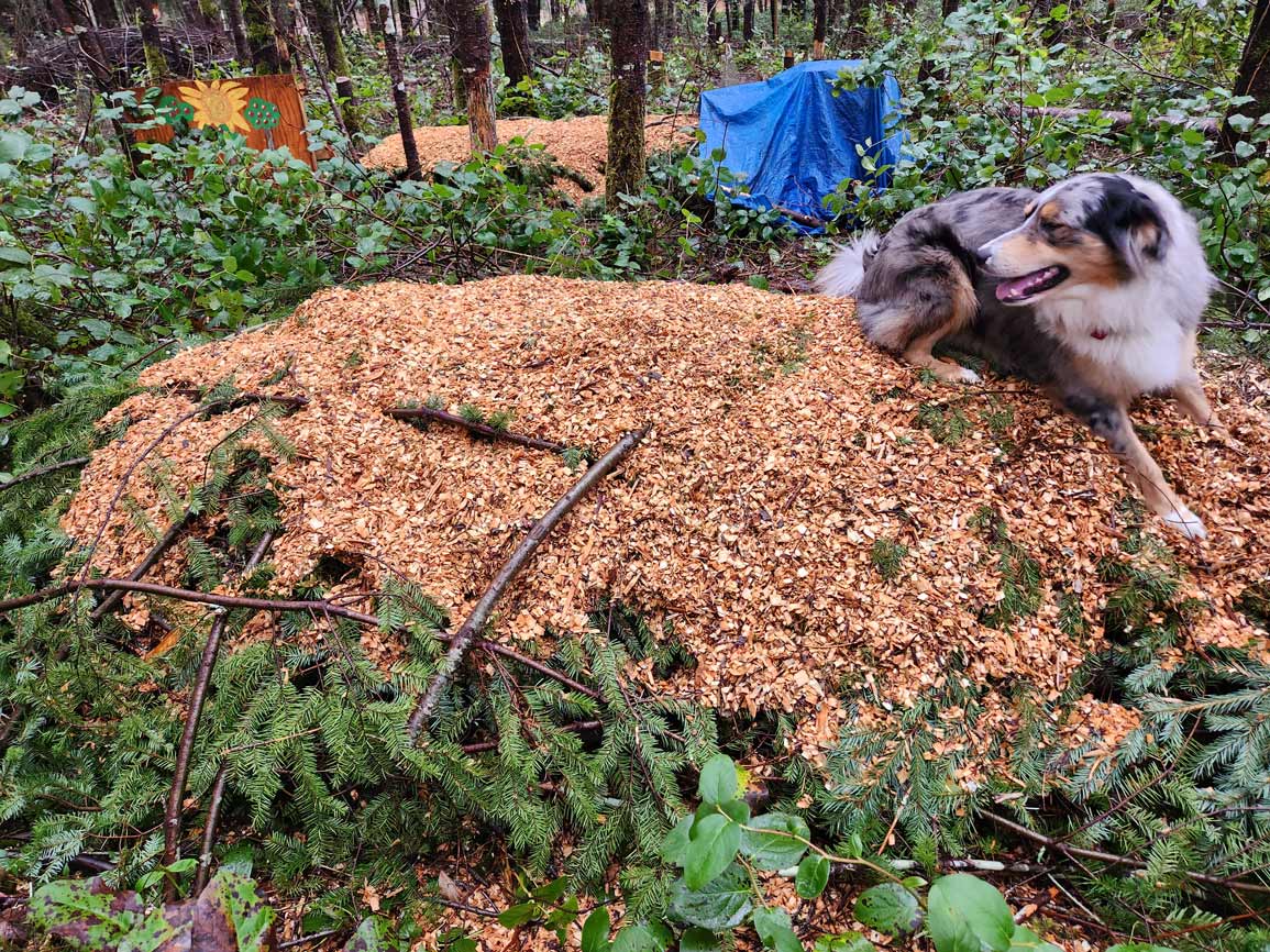 Dog sitting on top of woodchips.