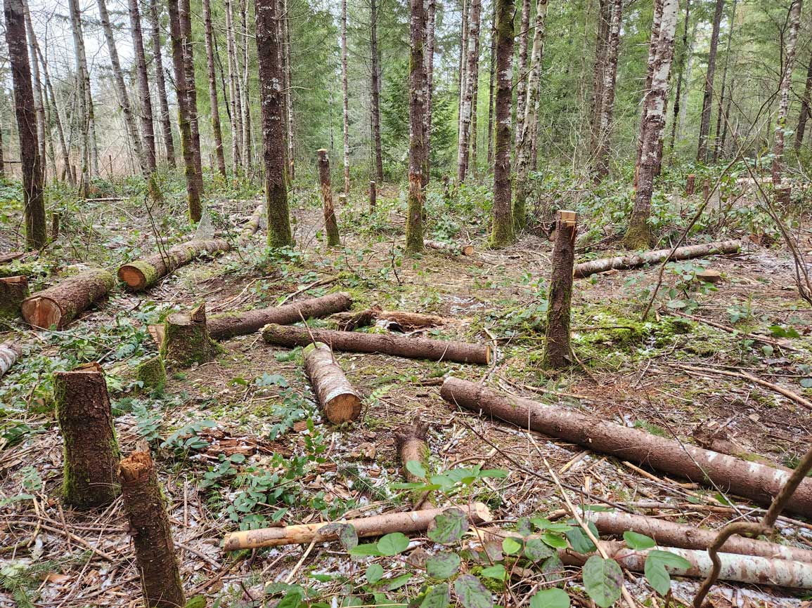Medium and large logs scattered throughout a forest stand. 