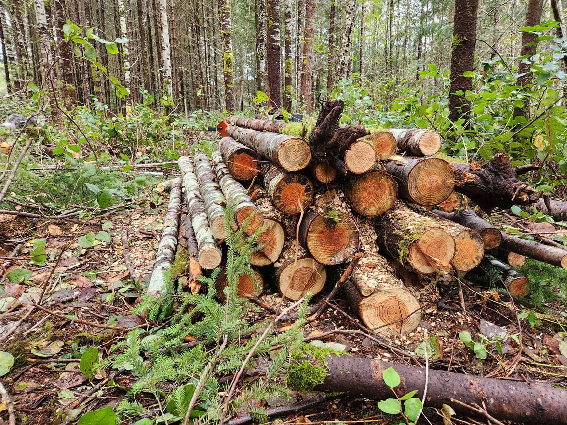 A pile of small logs in the forest. 