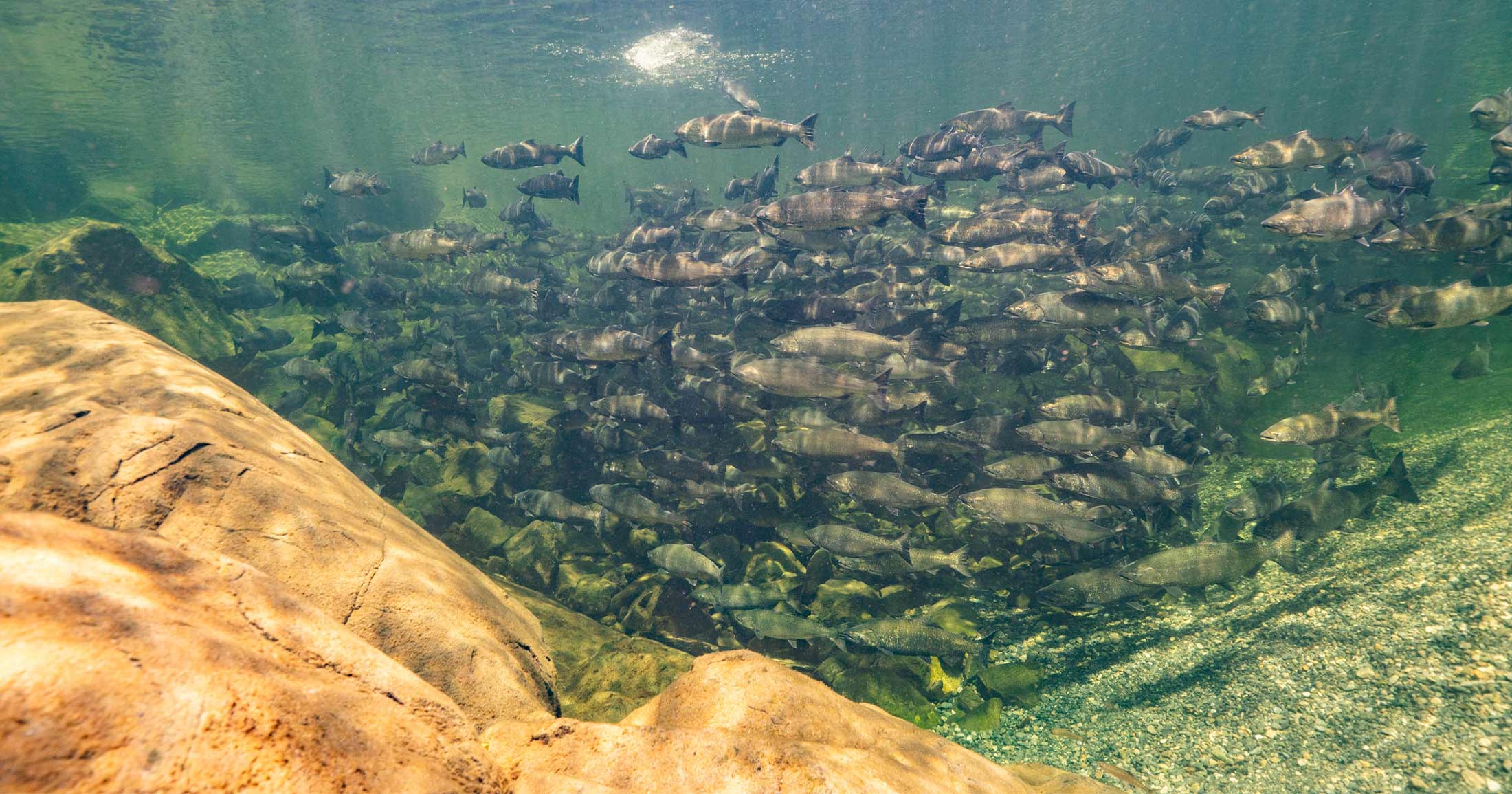 A school of salmon as seen from below in the Fraser River.