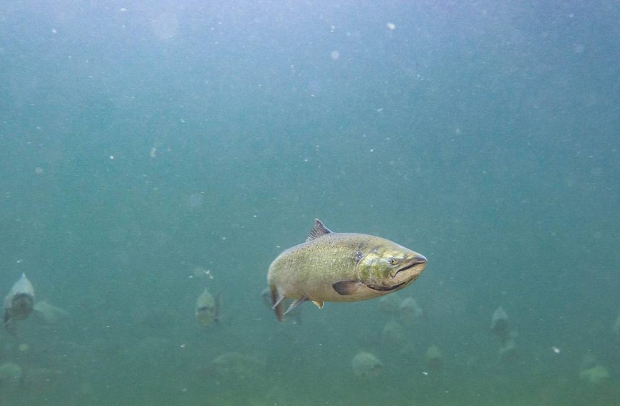 Multiple Chinook salmon underwater.