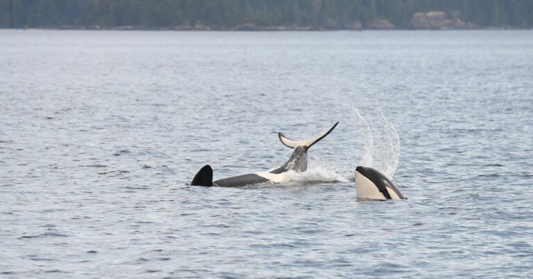 Reduced genetic diversity: another challenge facing the Southern Resident killer whales?