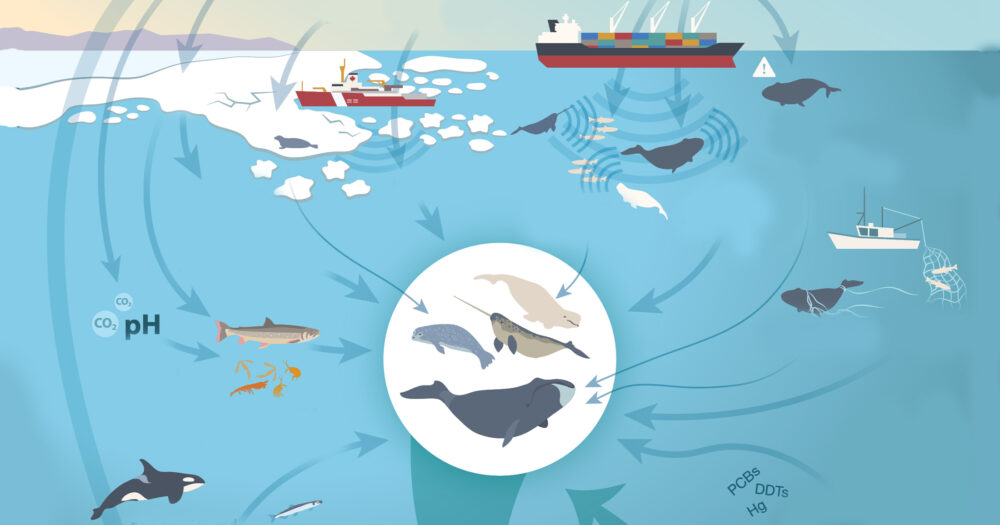 Infographic showing how marine mammals impact and are impacted by many things in the marine environment.