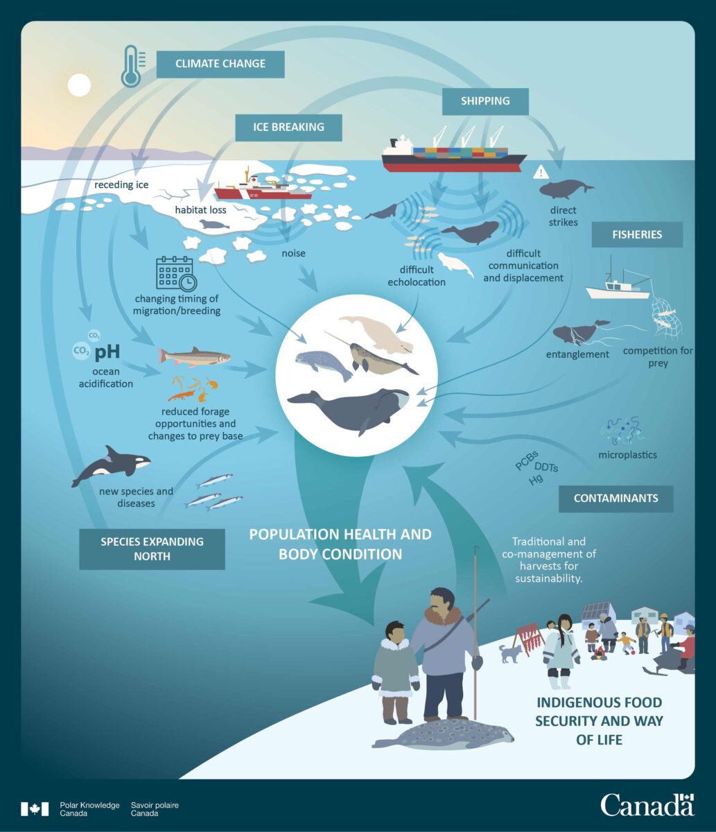 Infographic showing how marine mammals impact and are impacted by many things in the marine environment. 