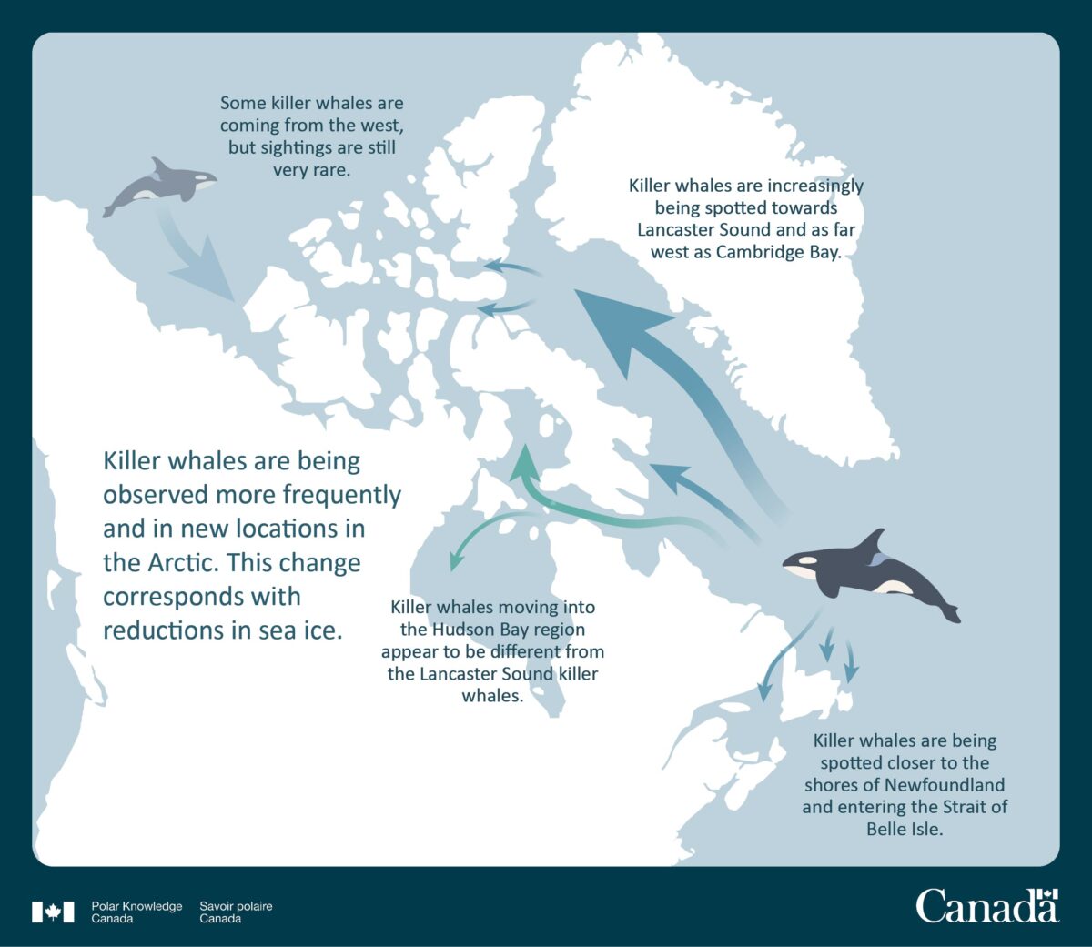 Infographic showing killer whale distribution.