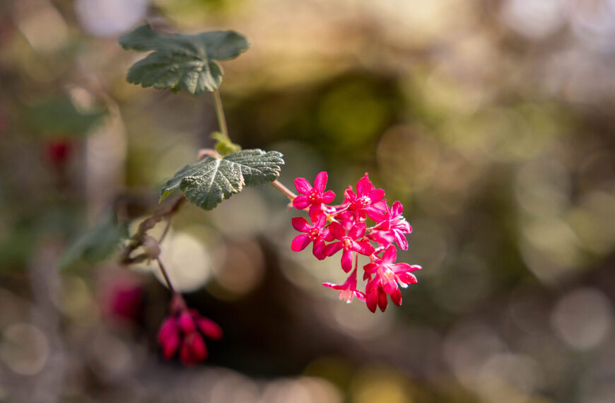 Red flowering currant flower growing in the sun.