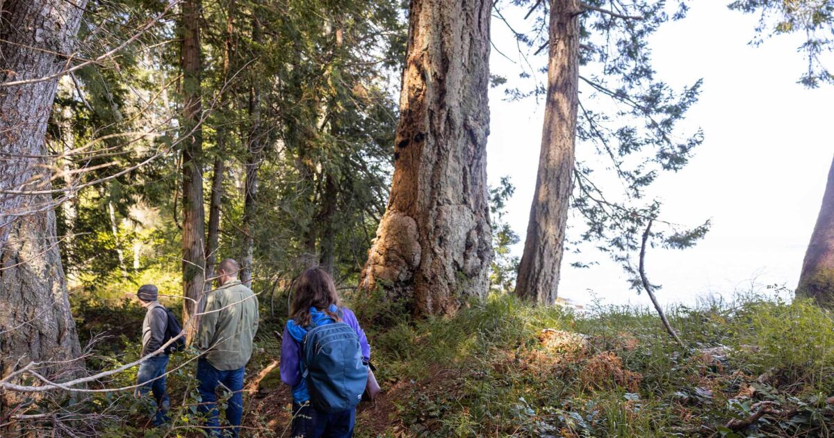 Three people walking by a large douglas-fir tree.