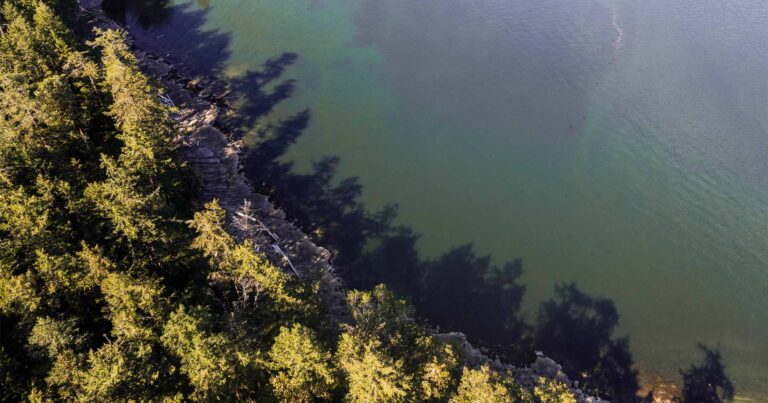 Overhead photo of a forest next to the ocean.
