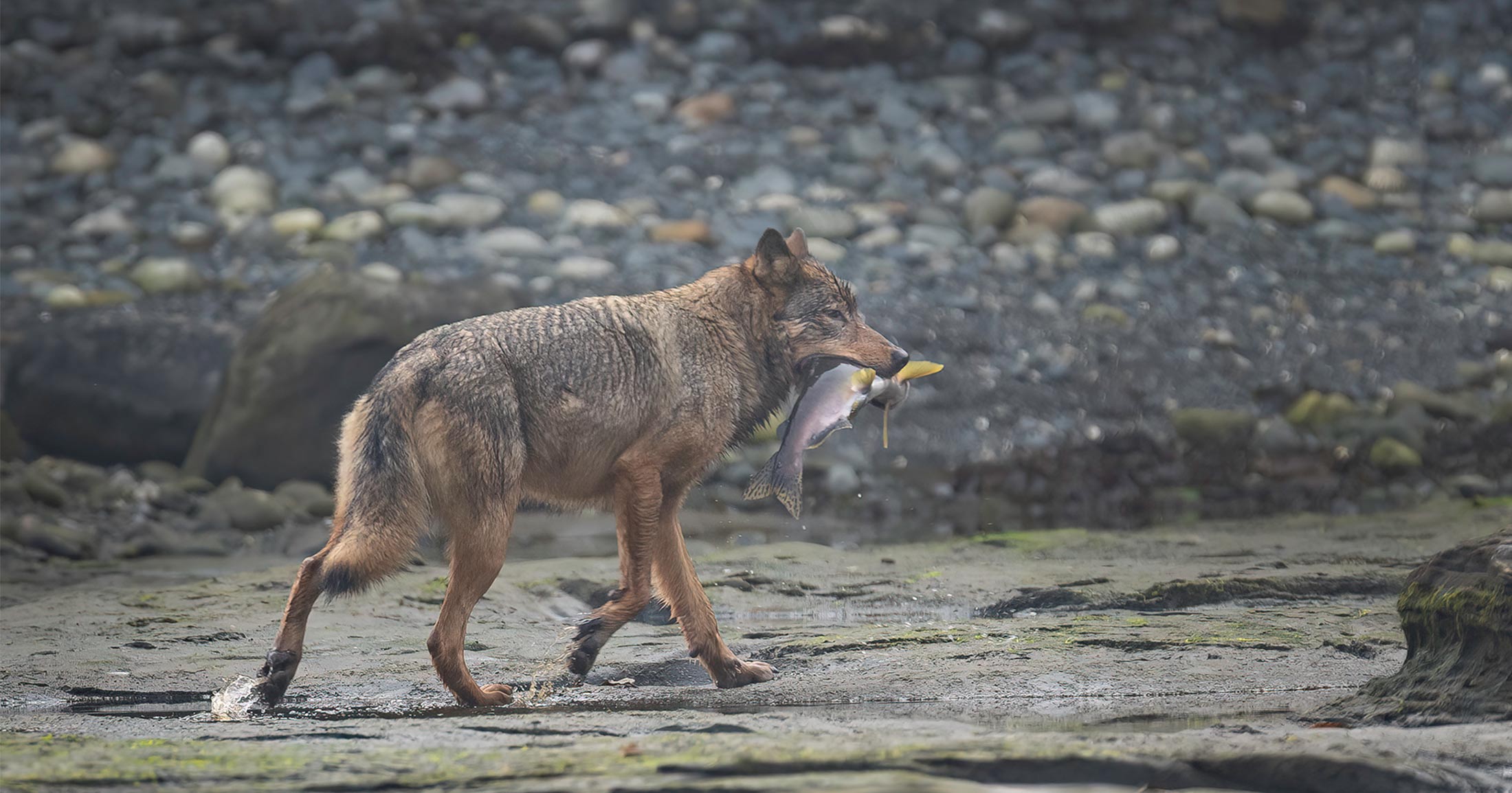 Coastal wolf holding a salmon in its mouth.