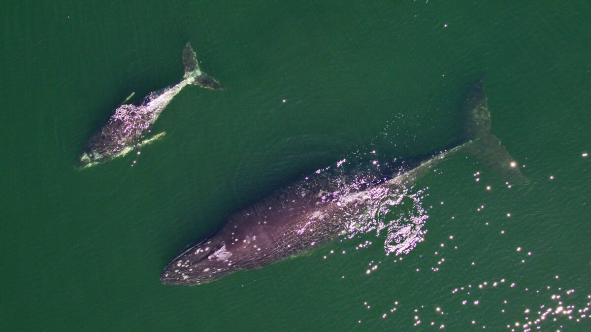 Two humpbacks swimming near the water.