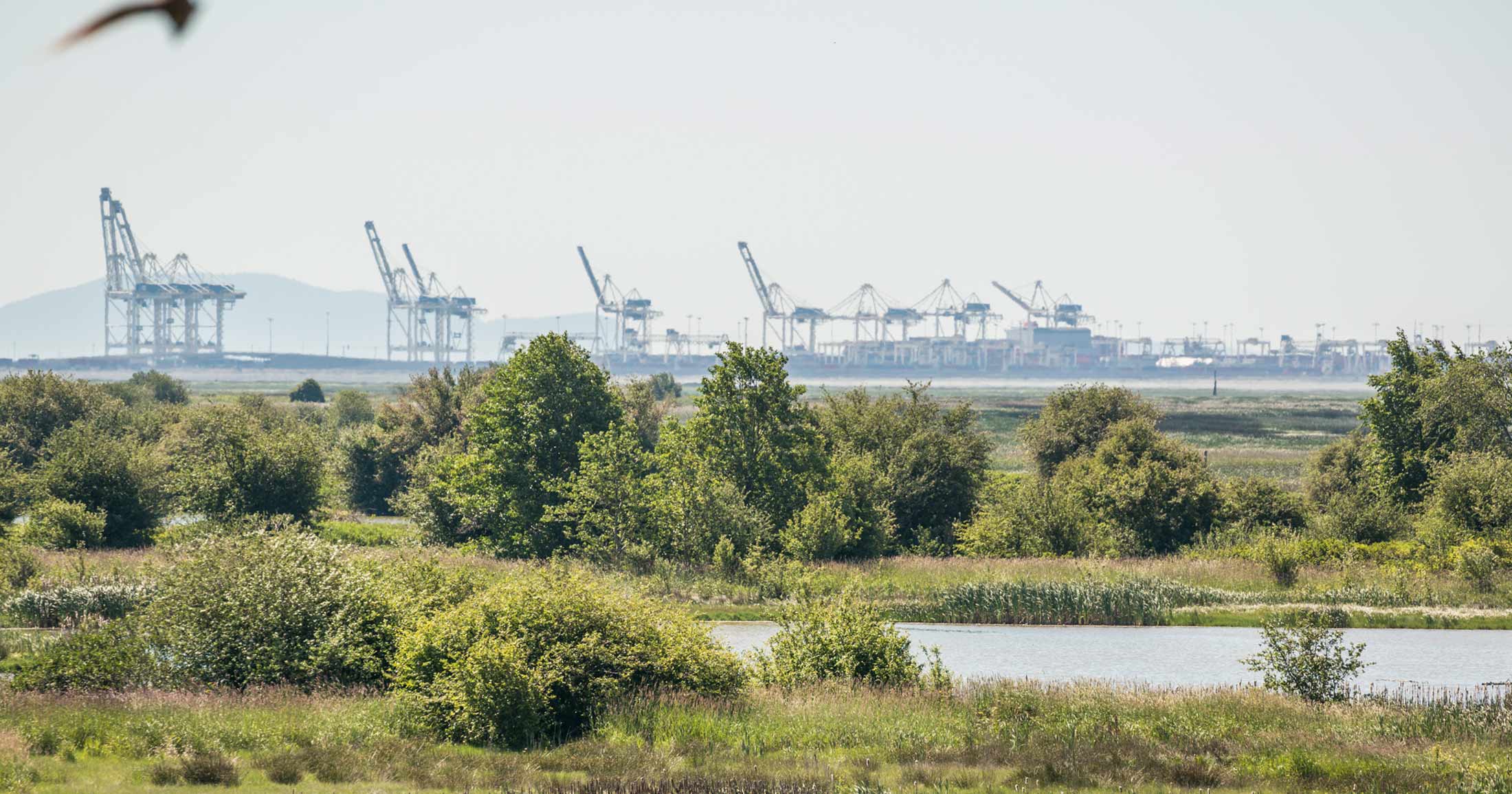 Roberts bank terminal 2 in the background with greenery in the foreground.